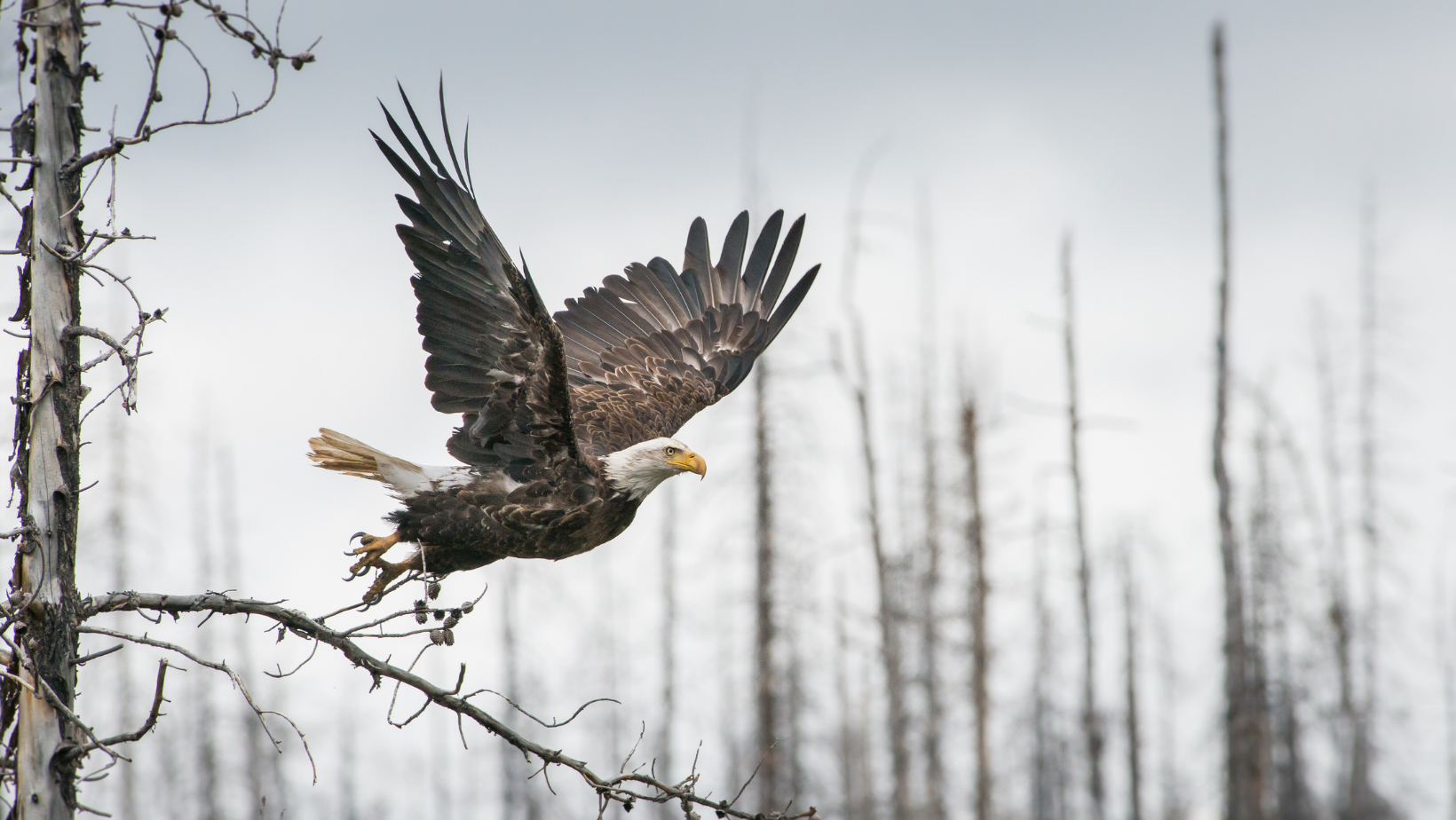 S'envoler vers la vision stratégique