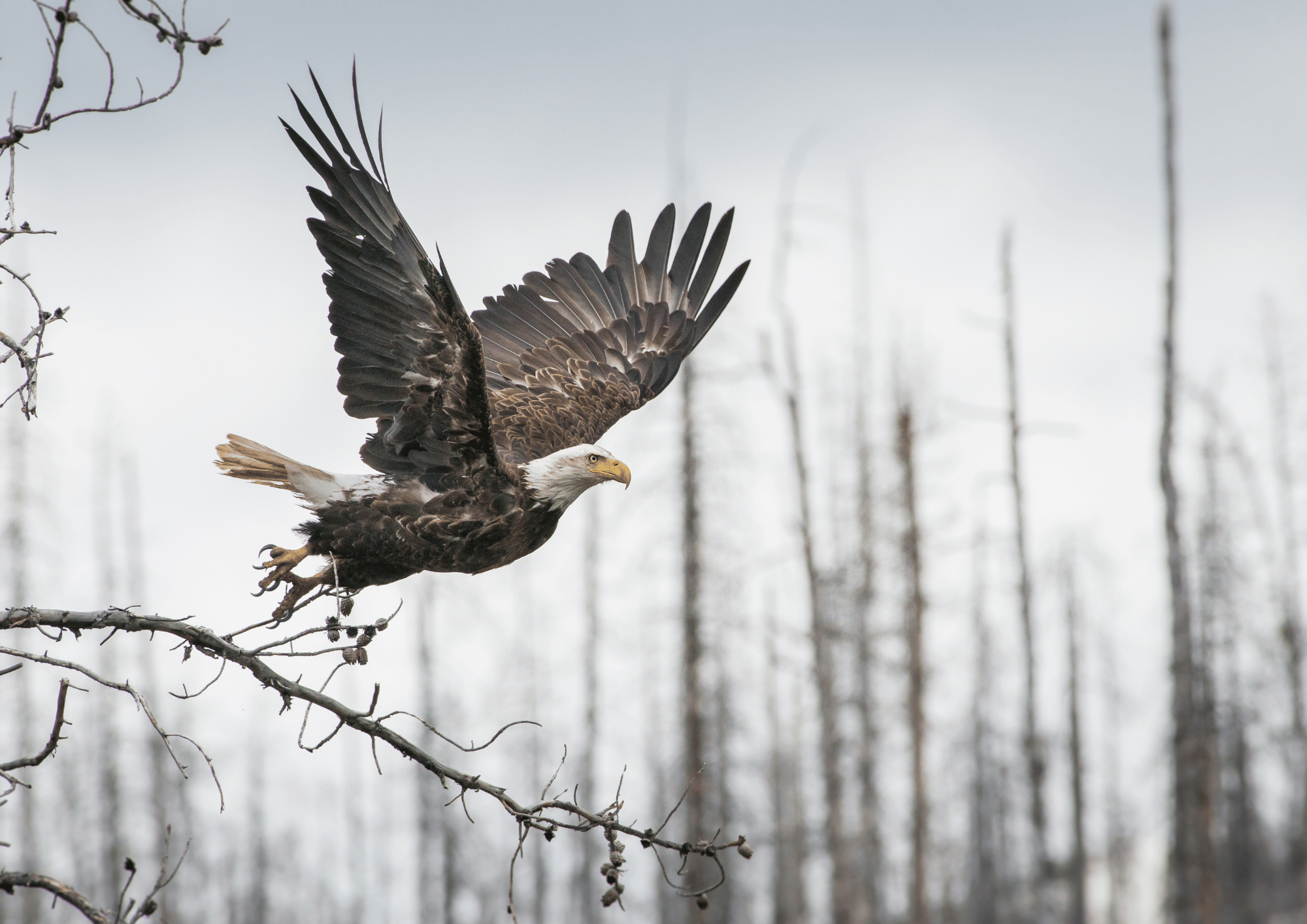 S'envoler vers la vision stratégique